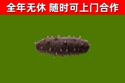 策勒烟酒回收干海参.jpg